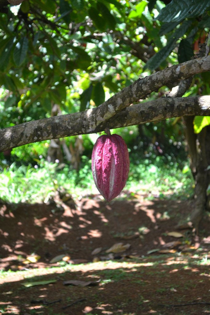 Плодът на какаото