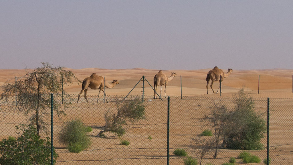 Пустиня на север от Абу Даби