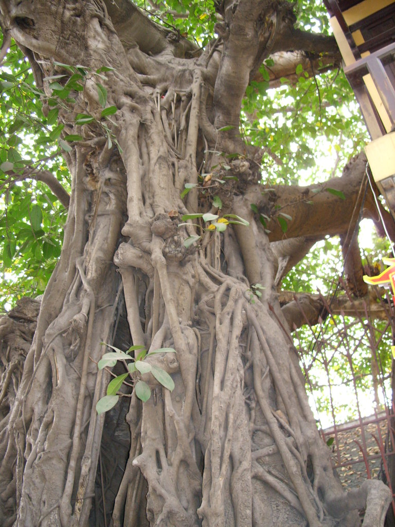 Hanoi (16)