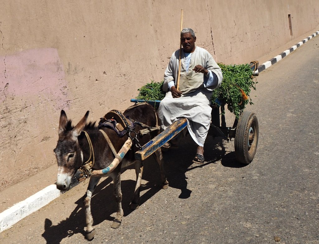 Мъж с каруца в Едфу, Египет