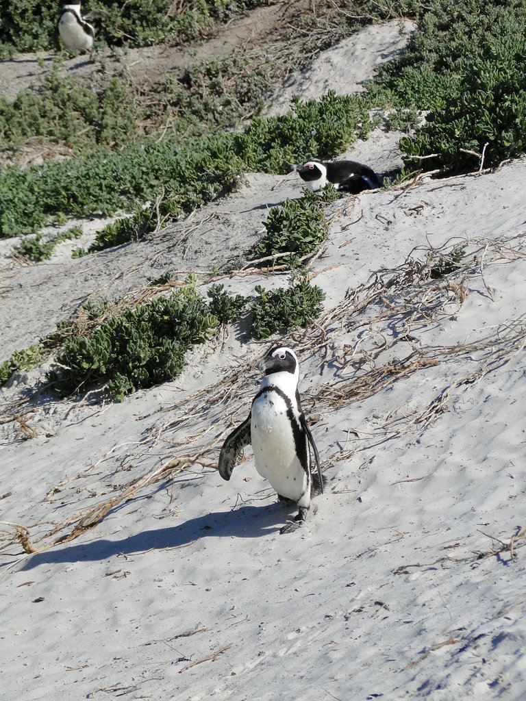 Boulders  - пингвини колония