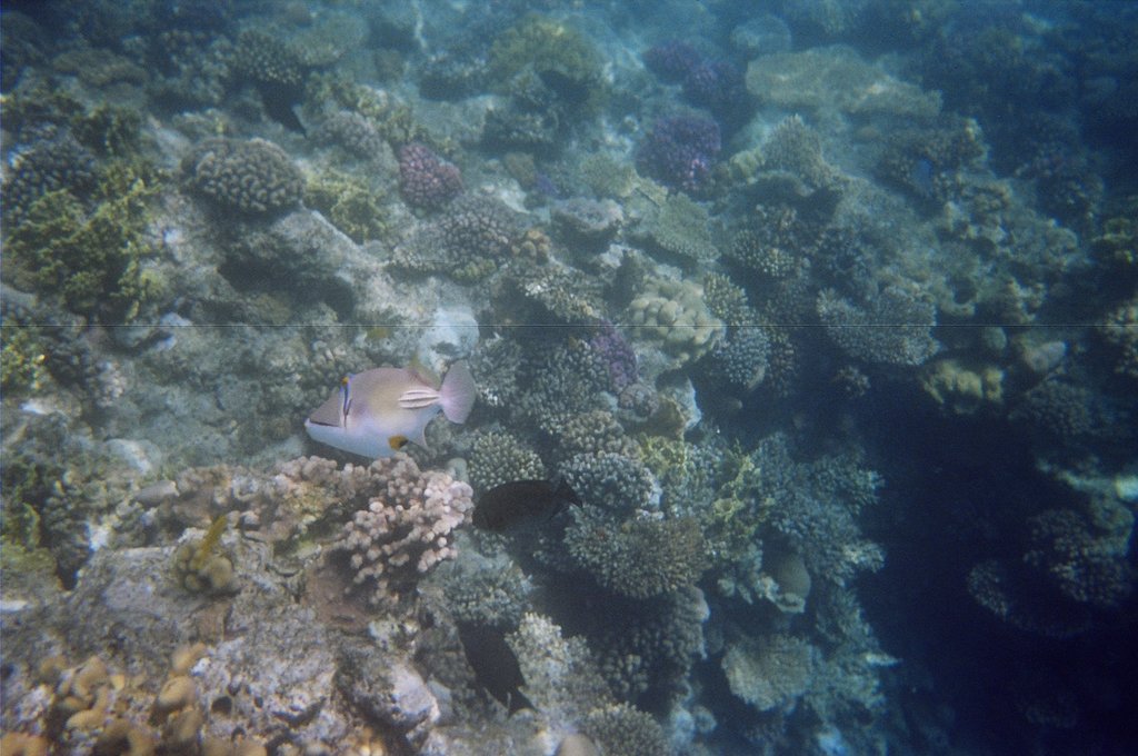 Red Sea underwater