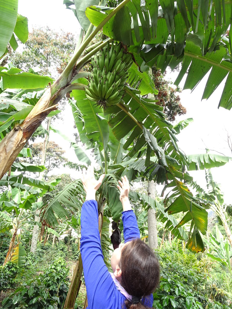 Насред посевите кафе има и бананови дървета. Бананите служат за храна на работниците във фермата, както ни обясни нашата мила водачка из фермата.