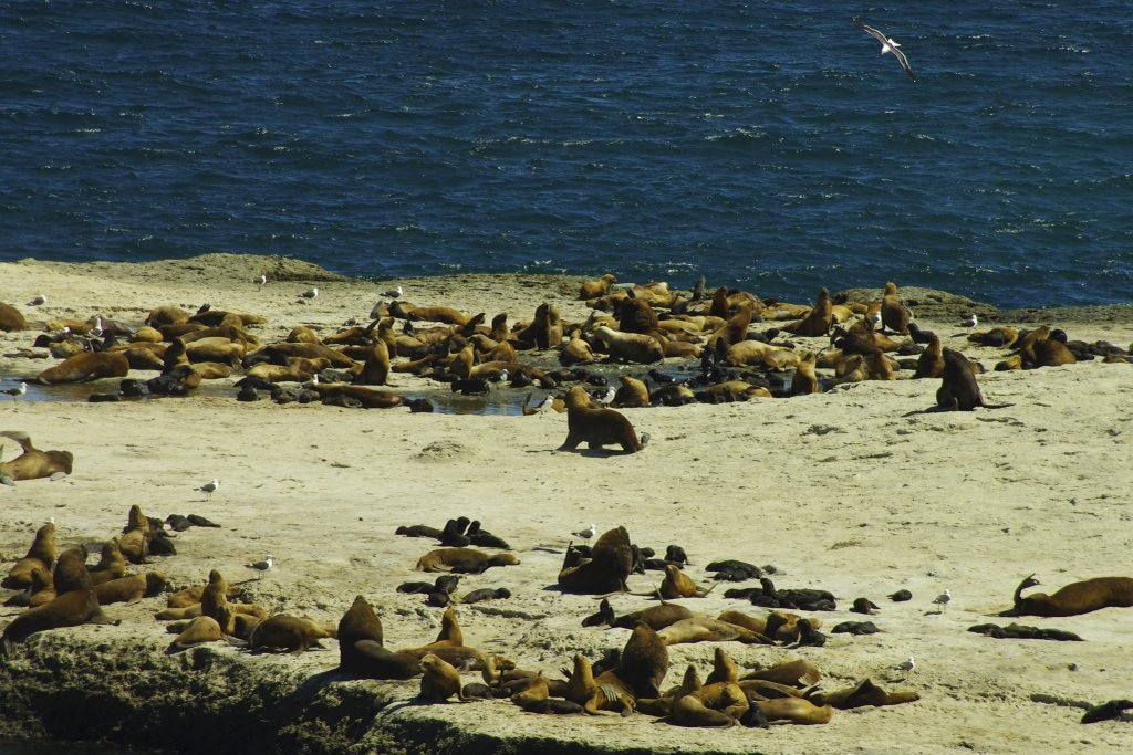 Peninsula Valdes Sea Lions