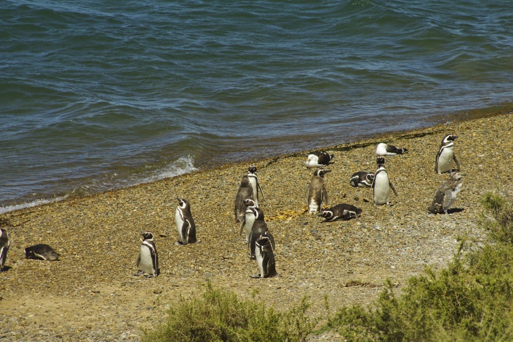 Peninsula Valdes Magellanic penguins