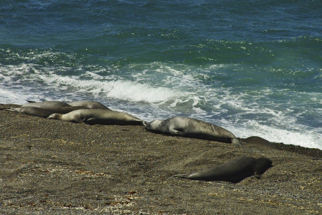 Peninsula Valdes Elephant Seals
