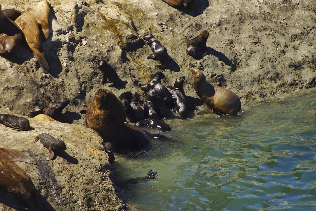 Peninsula Valdes Sea Lions