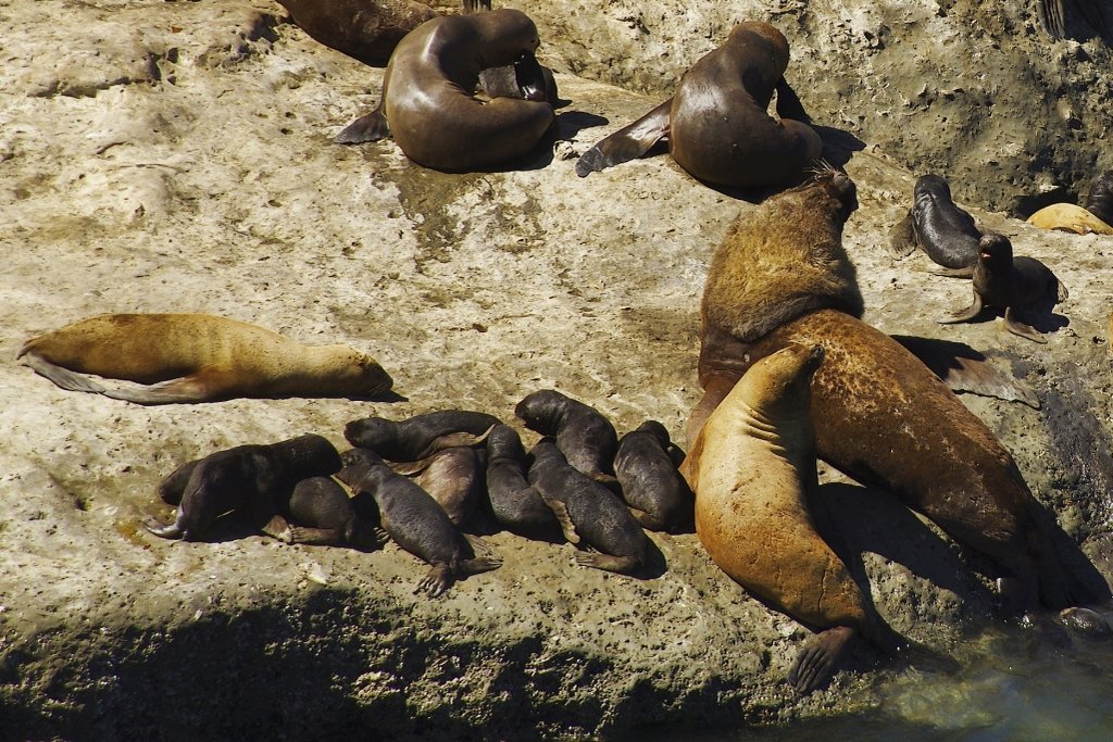 Peninsula Valdes Sea Lions