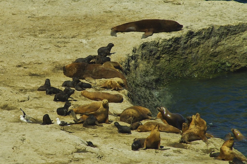Peninsula Valdes Sea Lions