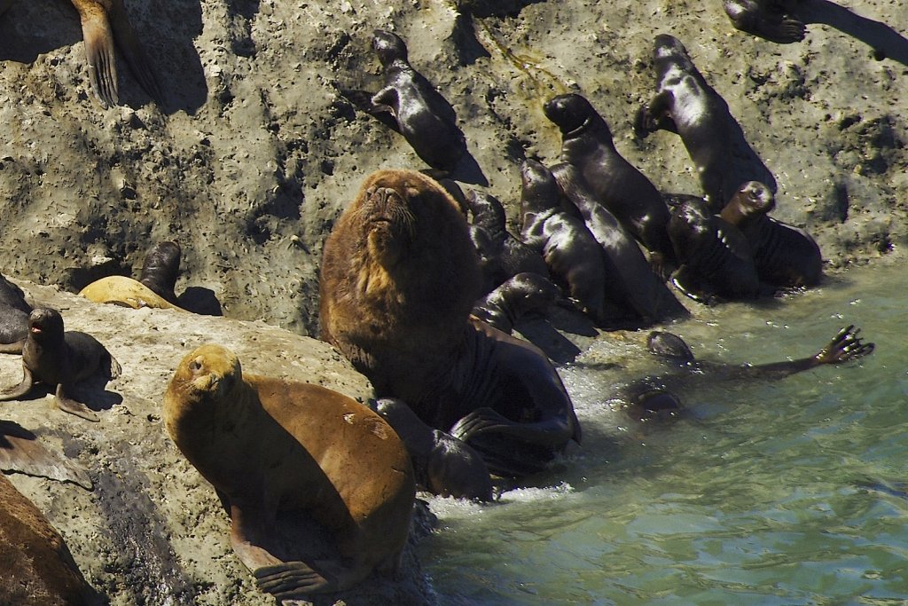 Peninsula Valdes Sea Lions