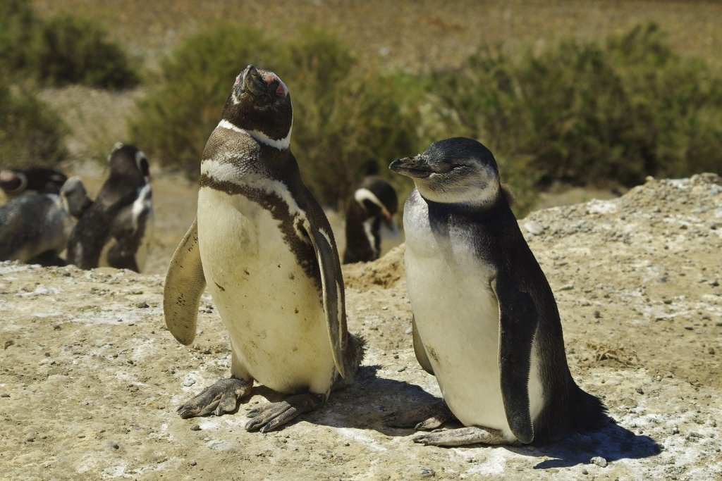 Peninsula Valdes Magellanic penguins