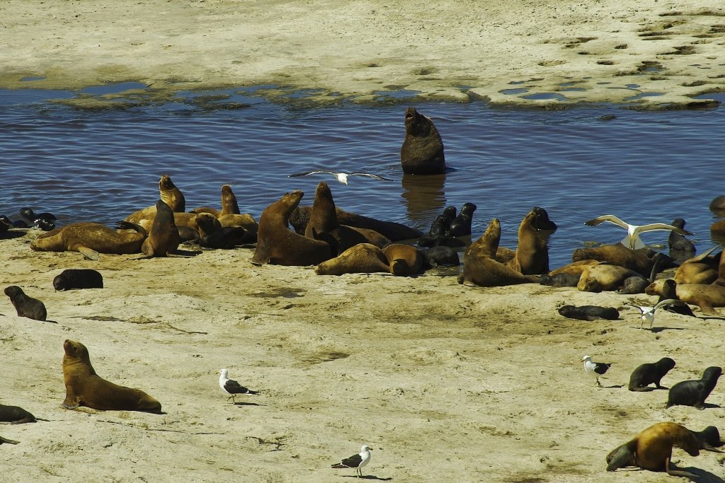 Peninsula Valdes Sea Lions