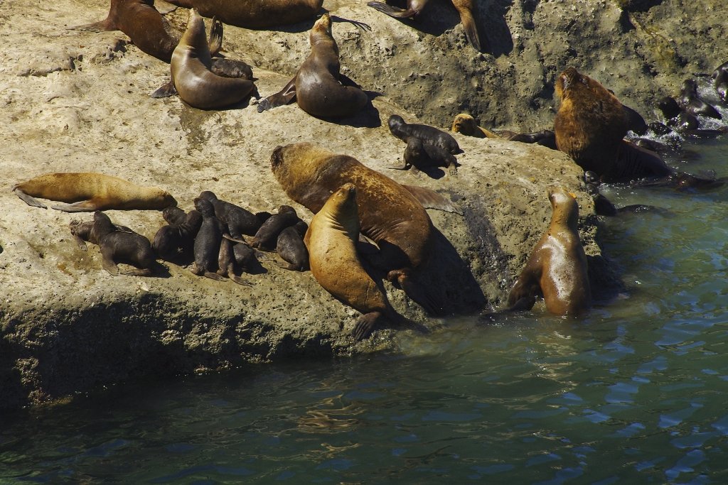 Peninsula Valdes Sea Lions