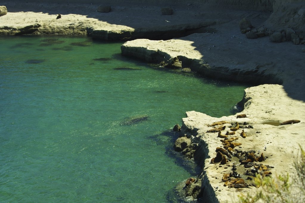 Peninsula Valdes Sea Lions