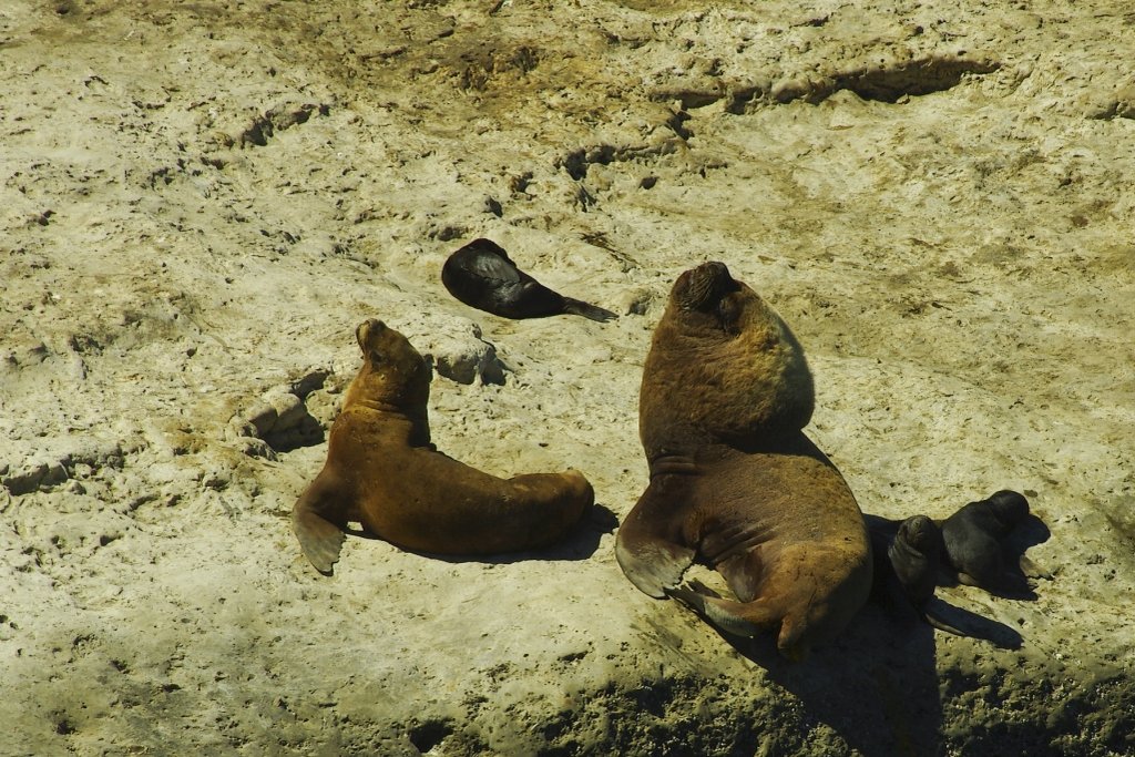 Peninsula Valdes Sea Lions