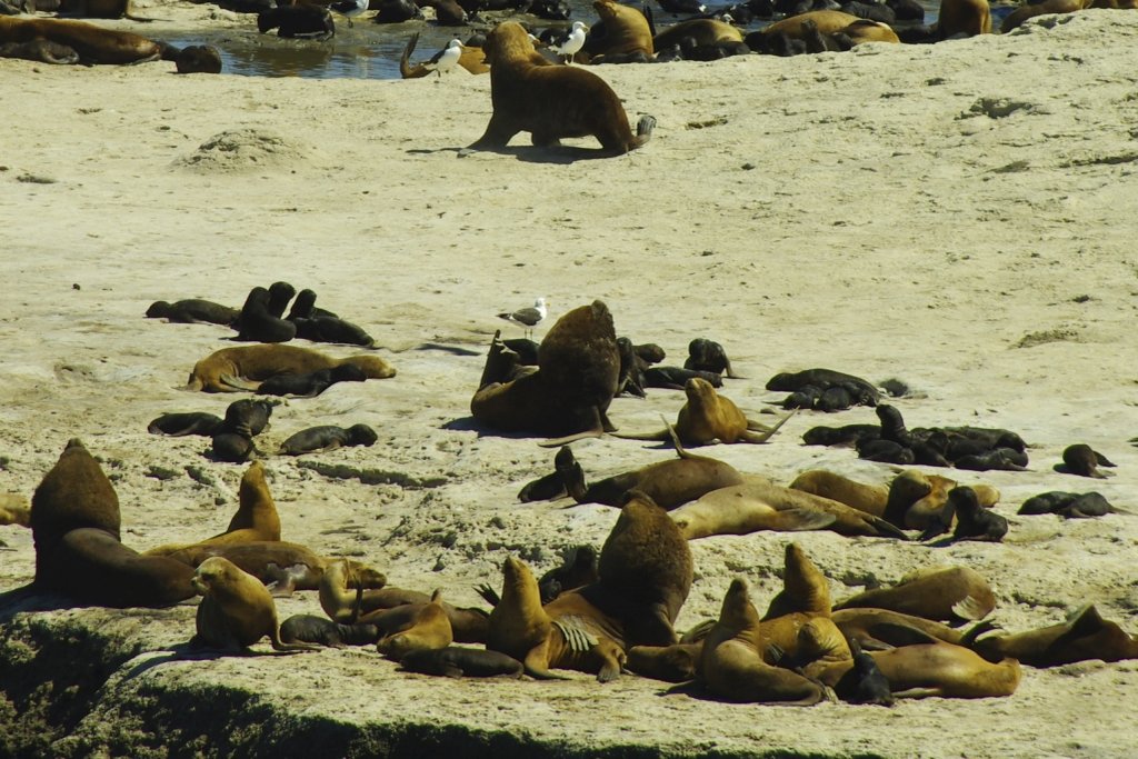 Peninsula Valdes Sea Lions