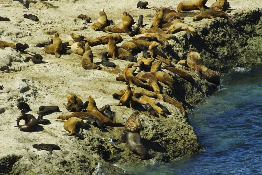 Peninsula Valdes Sea Lions