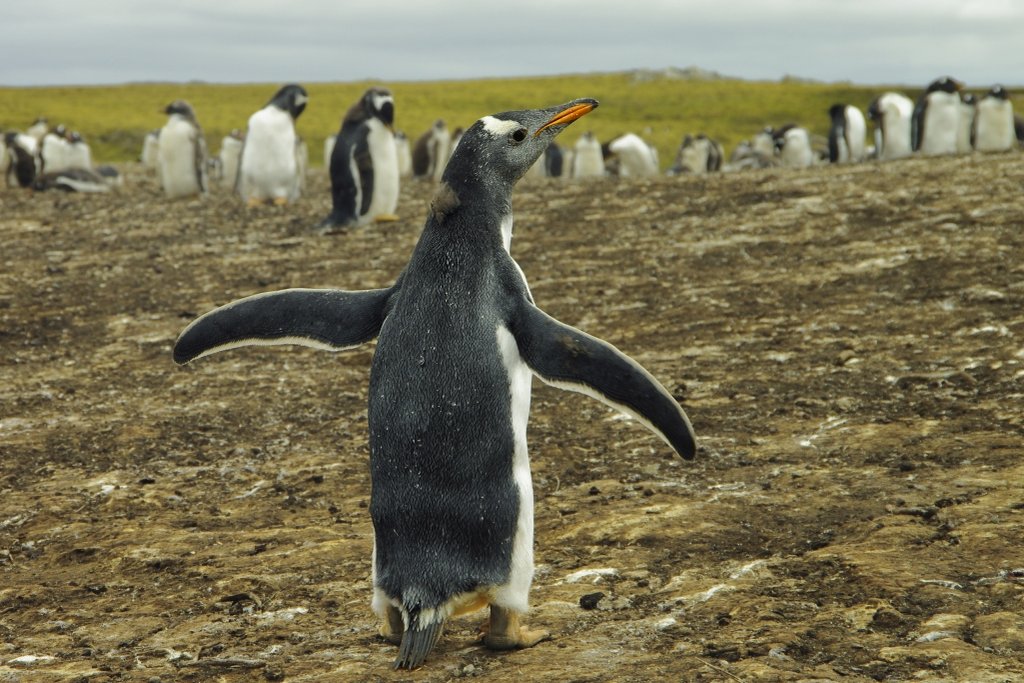 Falkland Islands, gentoo penguins