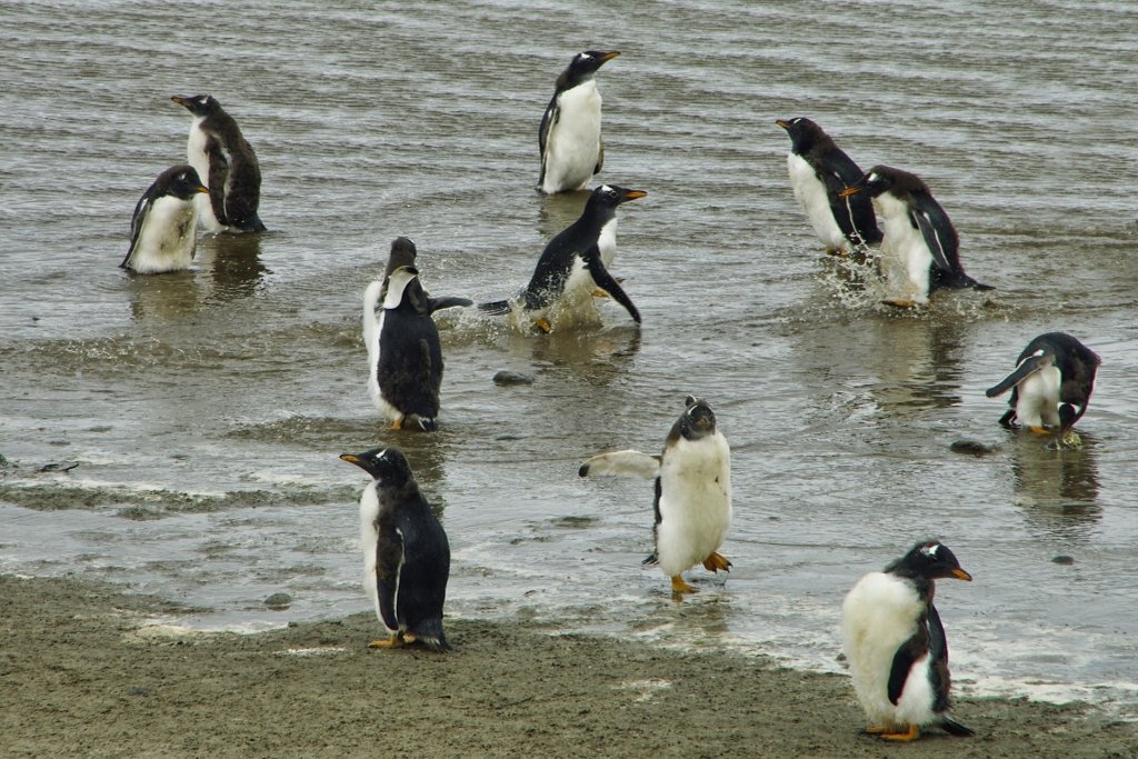 Falkland Islands, Bluff Cove Lagoon