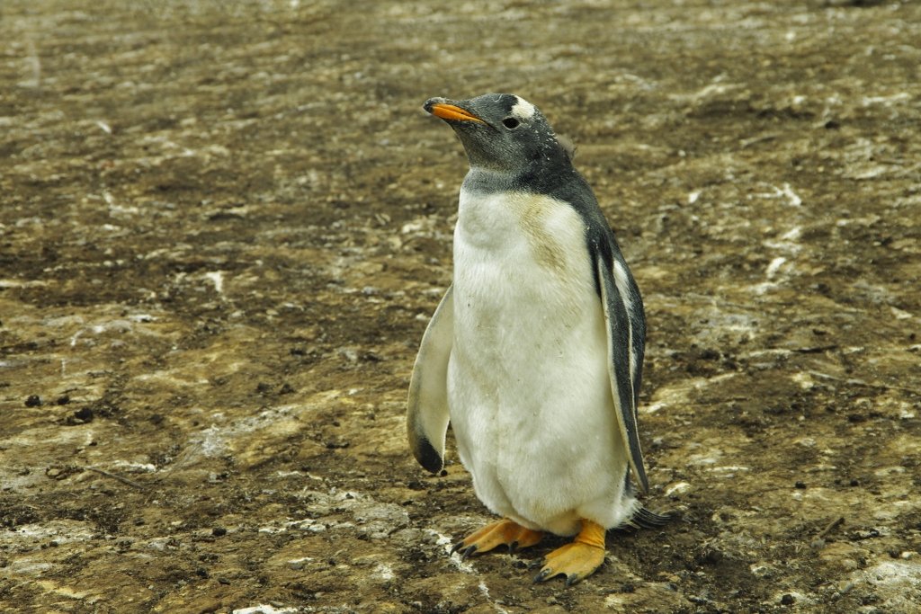 Falkland Islands, gentoo penguins