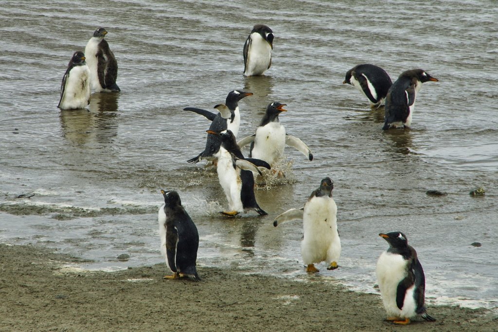 Falkland Islands, Bluff Cove Lagoon