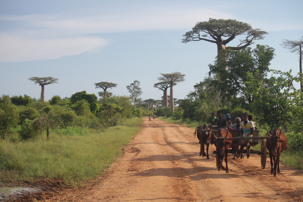Avenue des baobabs