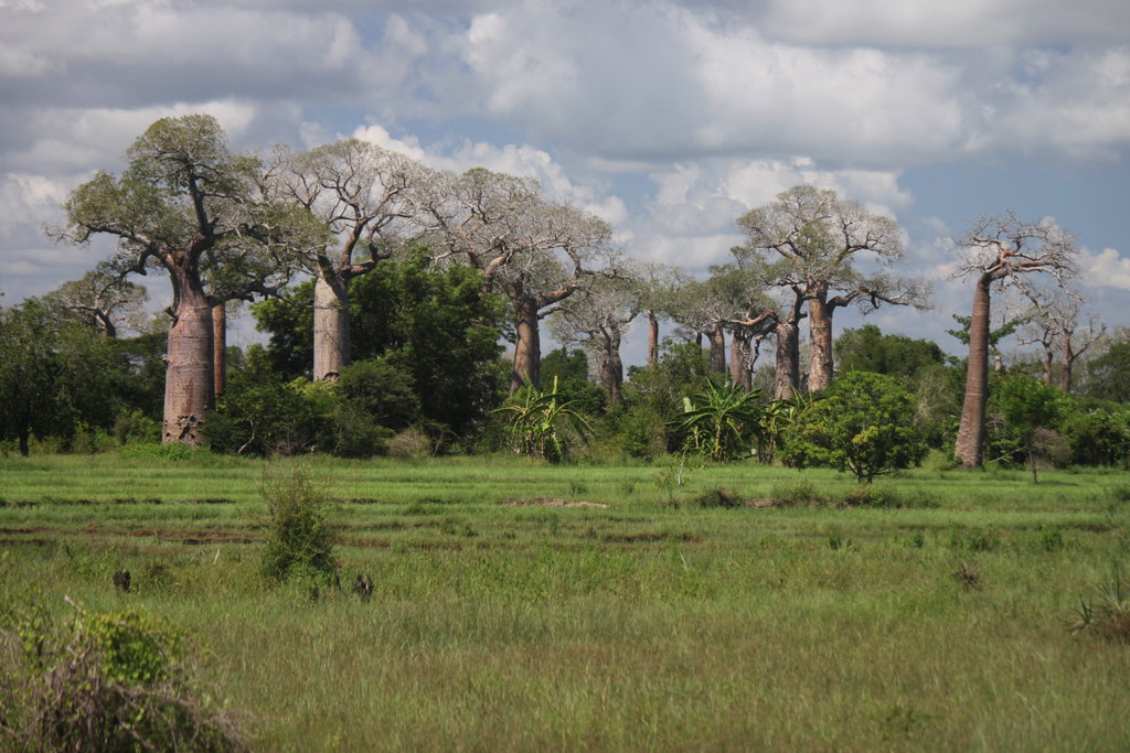 Avenue des baobab