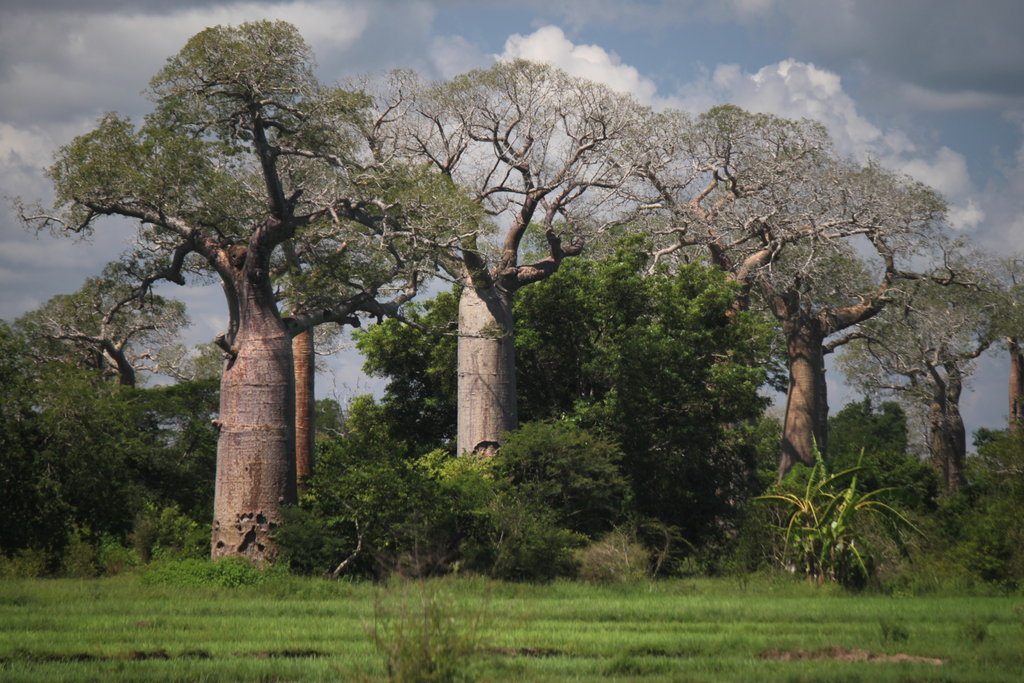 Avenue des baobab