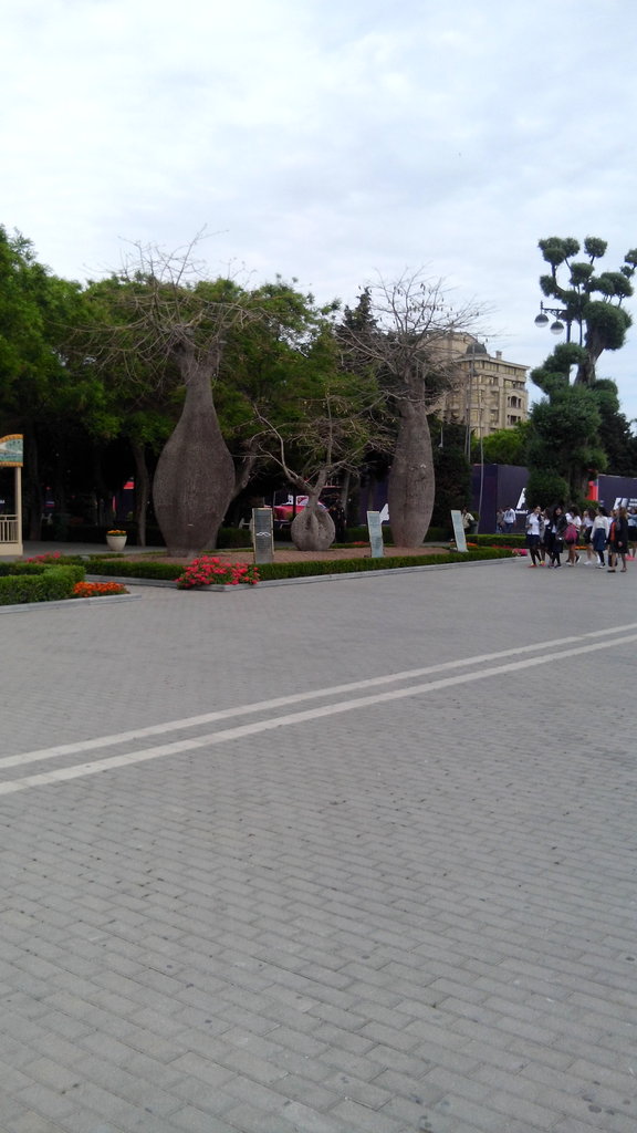 Baku City Park - декоративни Баобаби