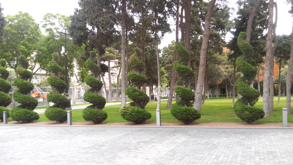 Baku City Park - декоративни дървета (тирбушони)