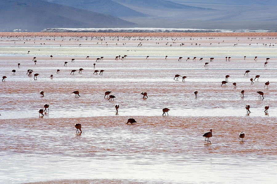 1024px-Andean_Flamingos_Laguna_Colorada_