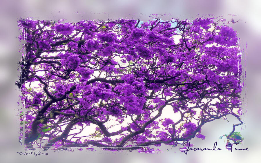 Jacaranda%2BTime.jpg