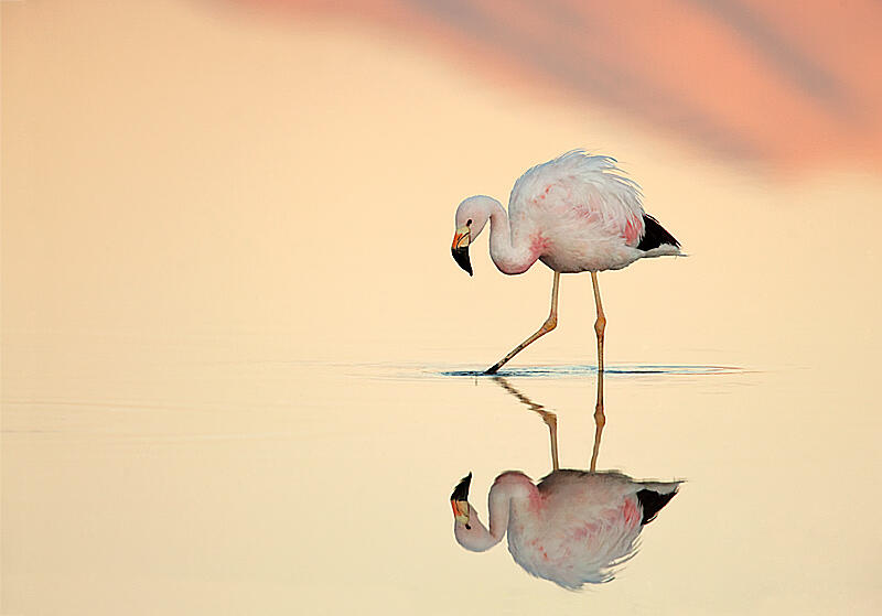 1Andean-Flamingo-walking-on-pastal-colou