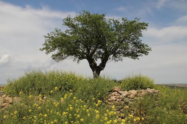 2015050124gobekliTepe.JPG