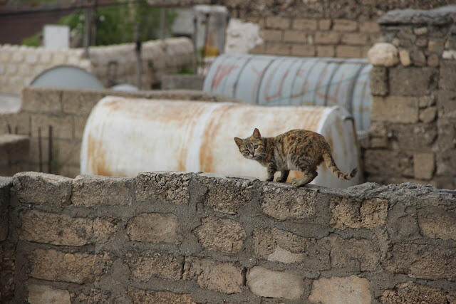 2015050140mardin.JPG