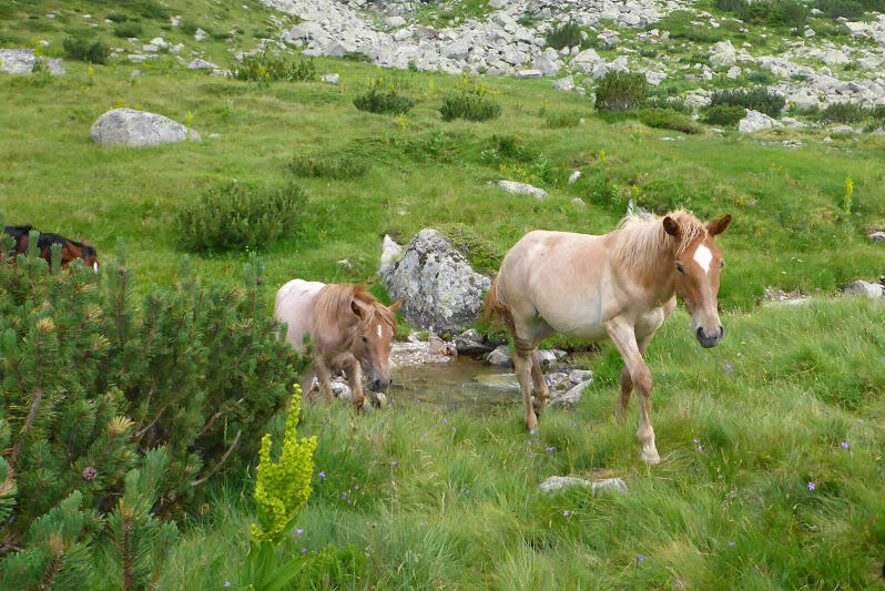 2015070711musalenskiTrek.JPG