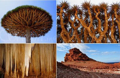 Socotra+Island+2.jpg