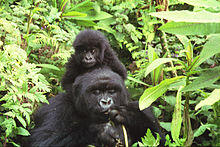 220px-Gorilla_mother_and_baby_at_Volcans