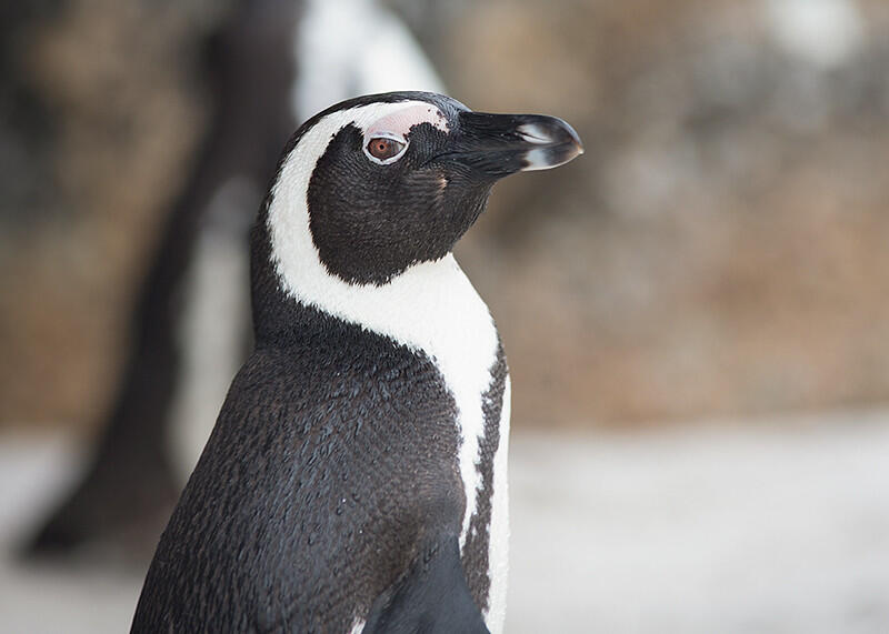 Portrait of a Penguin