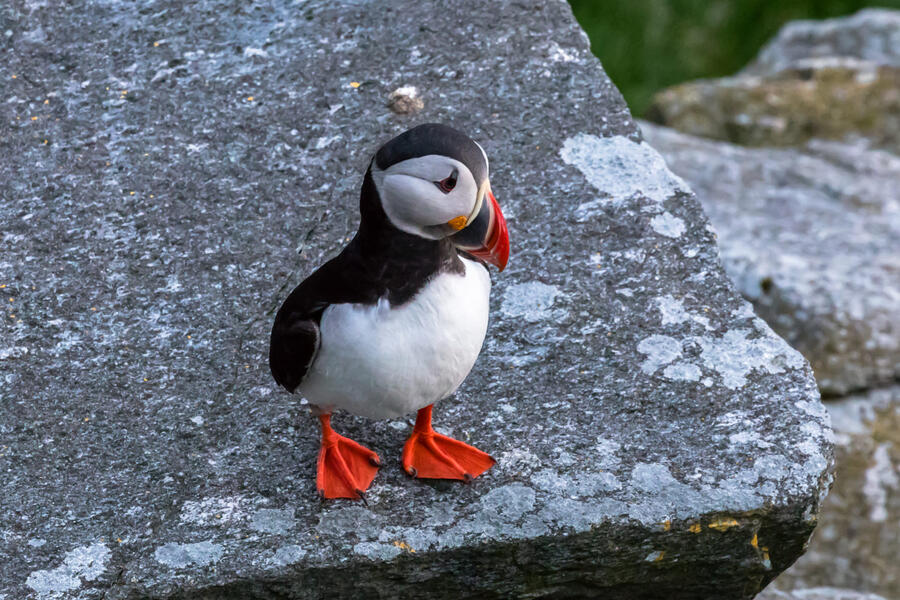 Image result for Runde, the Bird Island