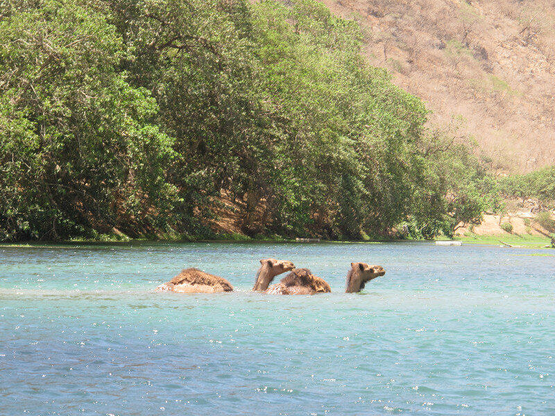8026237-Camels-actually-swimming-0.jpg