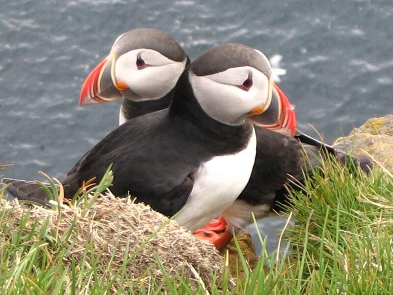 Atlantic_Puffin_Latrabjarg_Iceland_05c.j