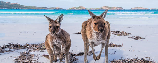 Cheap flights from Athens to Australia from only â¬378!