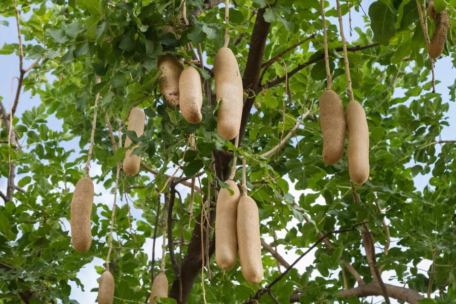 Image result for sausage tree