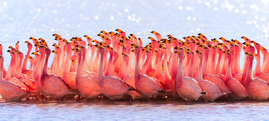 Bolivian_Flamingos_(7665636554).jpg