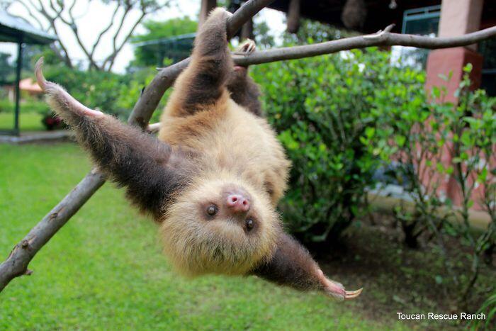 Cute-sloths-314-580874913a3d1__700.jpg