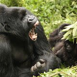 Rwanda2011MountainGorillas.jpg