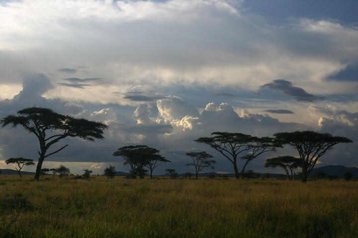 Serengeti2004055.JPG