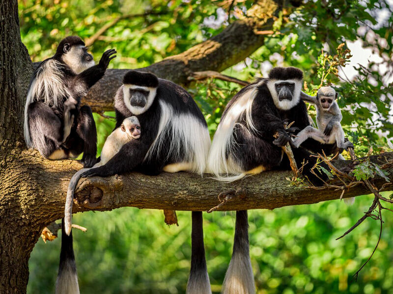 Image result for colobus monkeys