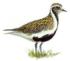 golden-plover-b.jpg